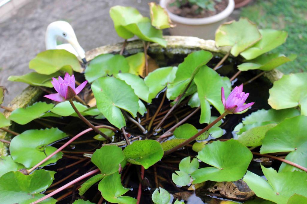 Anura Home Stay Kalutara Bagian luar foto